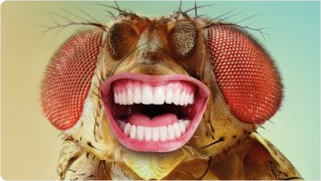 Times Higher Education (THE): Make ’em laugh: why university teaching needs humour